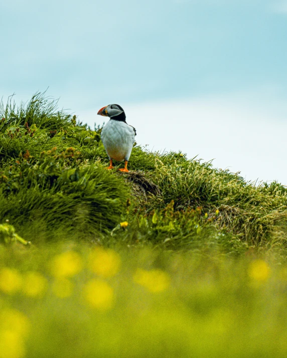 a bird sitting on top of a grassy hill