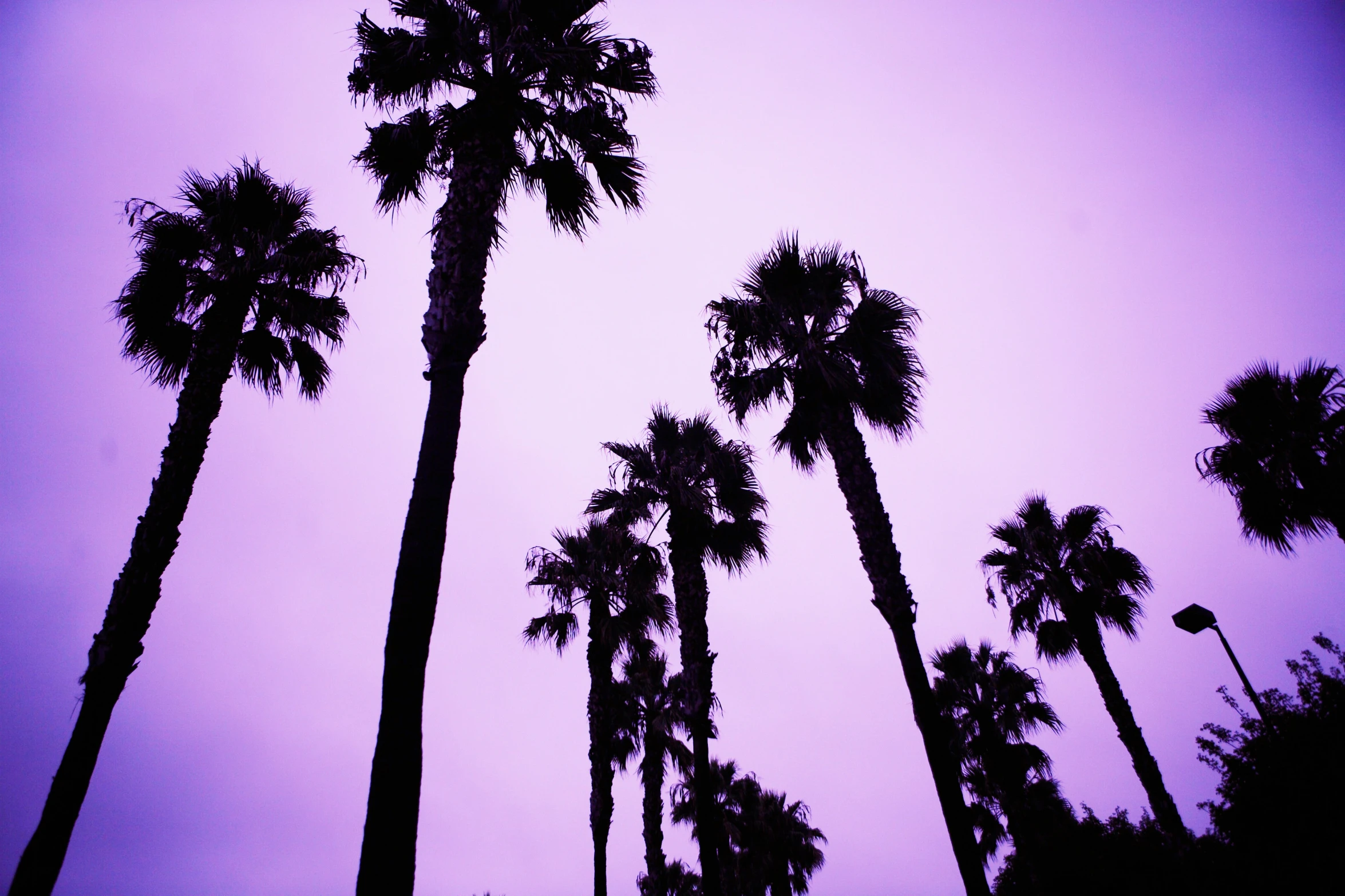 tall trees in the sky near one another