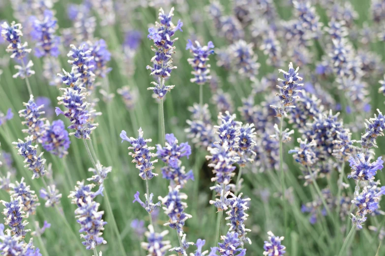 a group of lavenders in their blooming glory