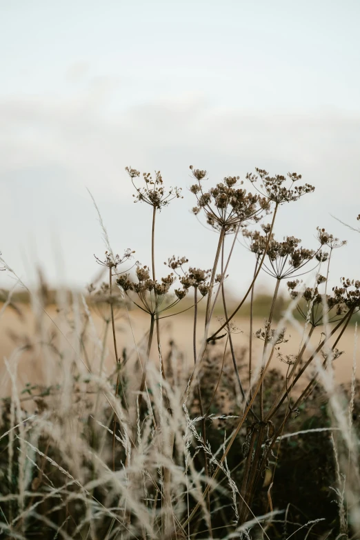 the flower heads of this plant are still in their natural surroundings