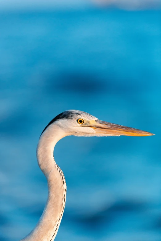 a bird is shown standing in the water