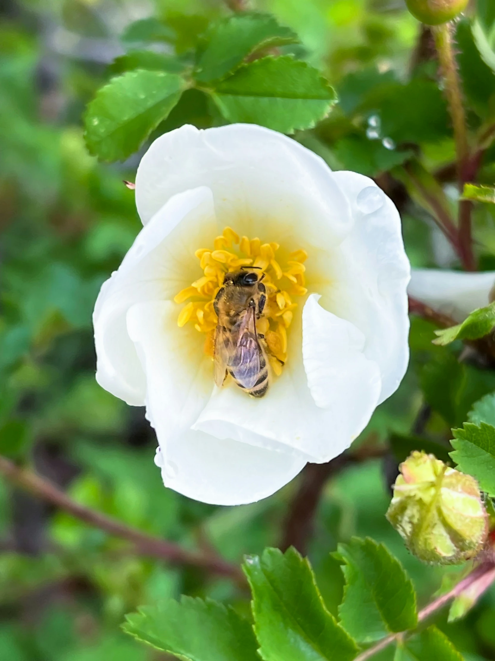 a bee inside a flower with green leaves