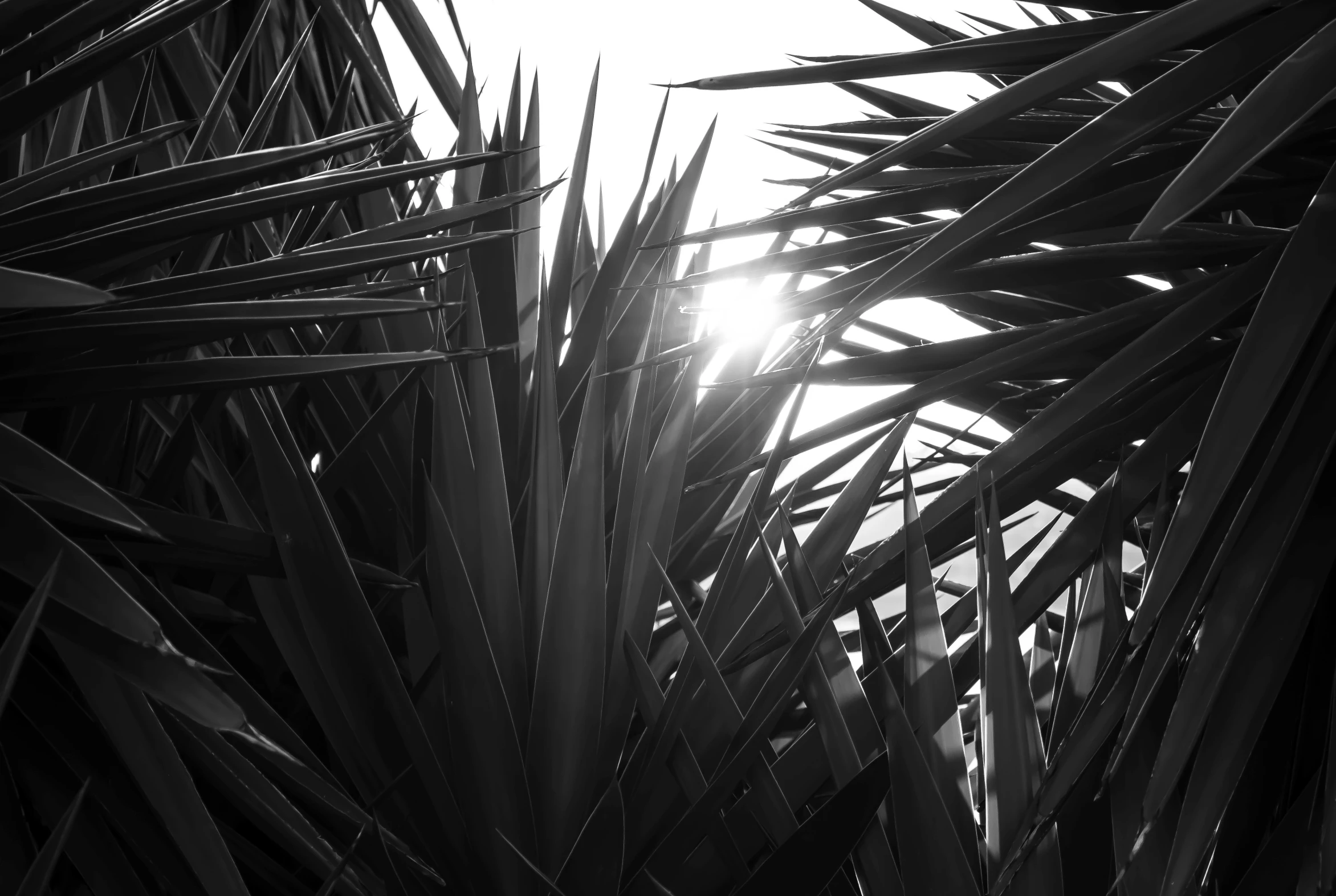 a sun shines through some tall grass