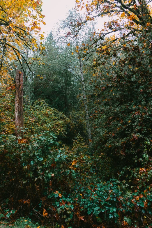 a large forest filled with lots of trees