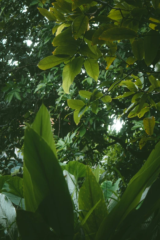 a leafy looking tree in the middle of a jungle
