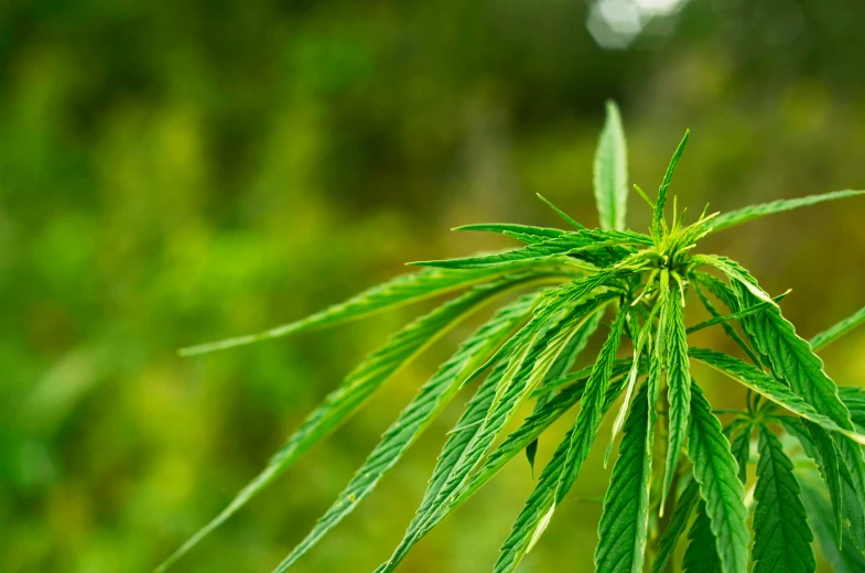 a green leafy plant with blurry background