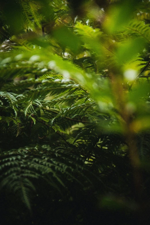 blurry image of tree leaves and other trees