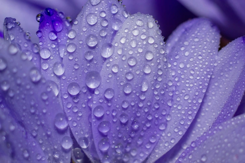 a close up picture of a purple flower with water drops on it