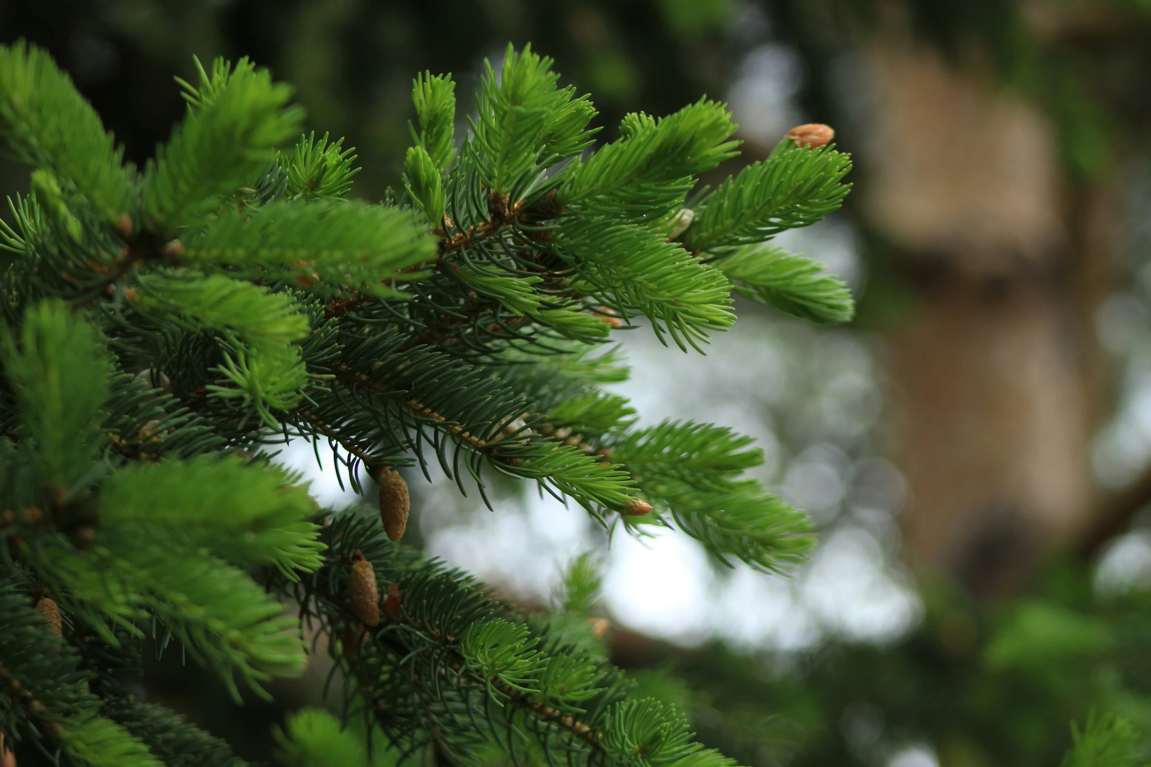 the needles and nches of a pine tree