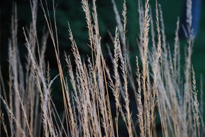 tall weeds in a field are blowing in the wind