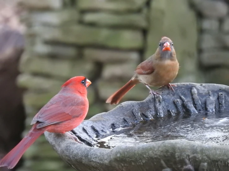 two birds are perched on top of a bird bath