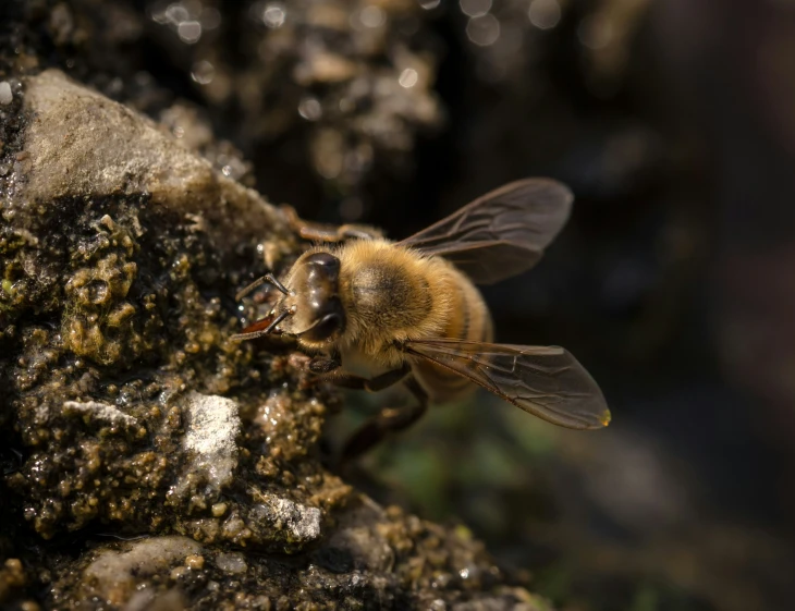 a bee that is sitting on some moss