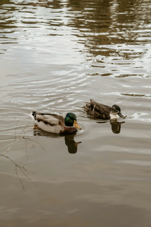 two ducks in a lake next to each other