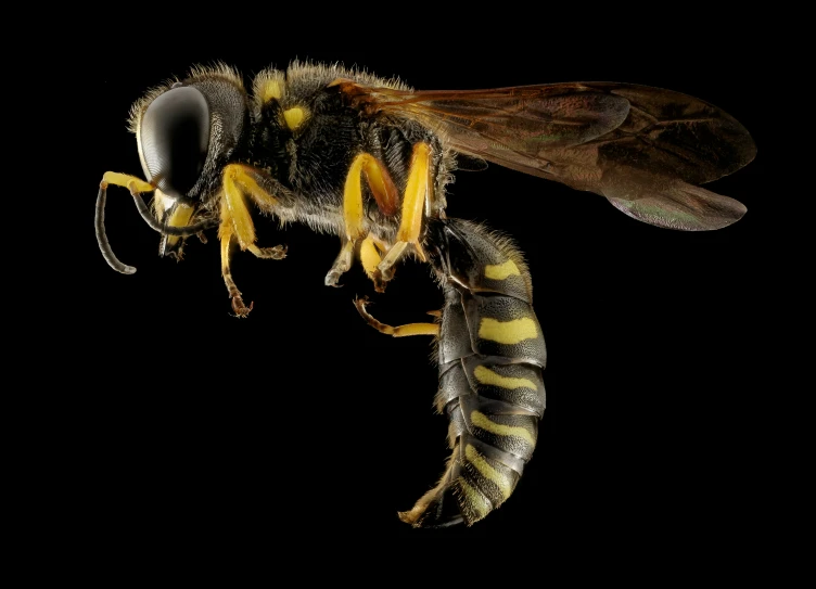 a yellow - and - black bee flies against a black background