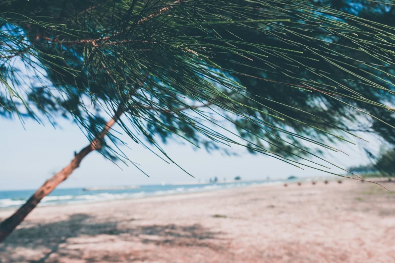 a picture taken from under the nches of a tree on a beach