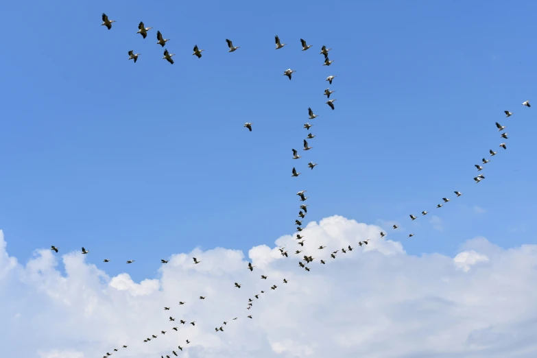 the formation of birds is moving along a line