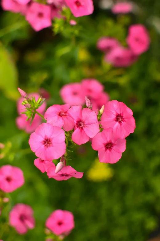 a lot of flowers that are in the grass