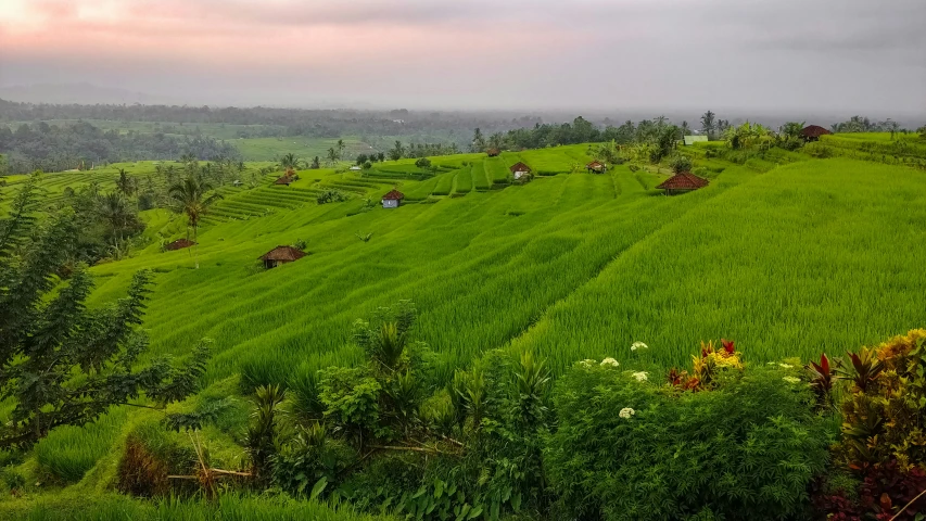 a green field filled with trees and wild flowers