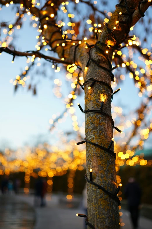 the tree is covered in hundreds of lights