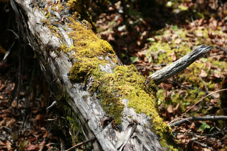 mossy log with moss growing on it