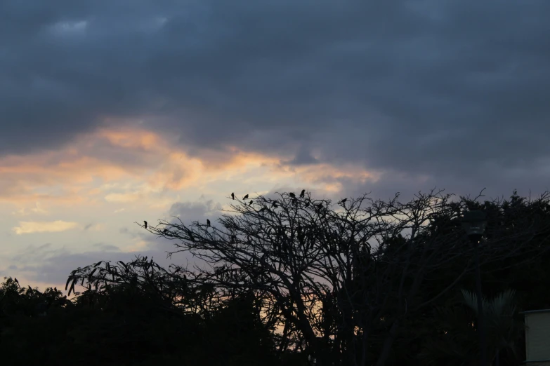 tree nches against dark cloudy sky with building in the background