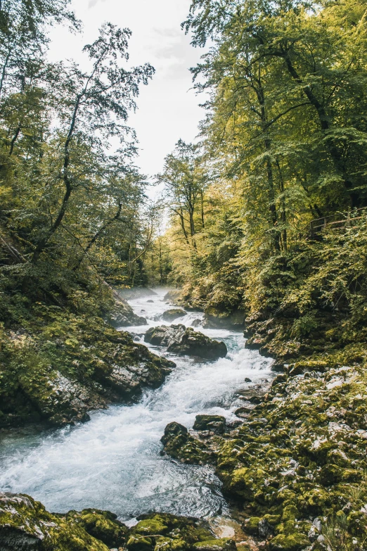 a flowing stream in the middle of a forest