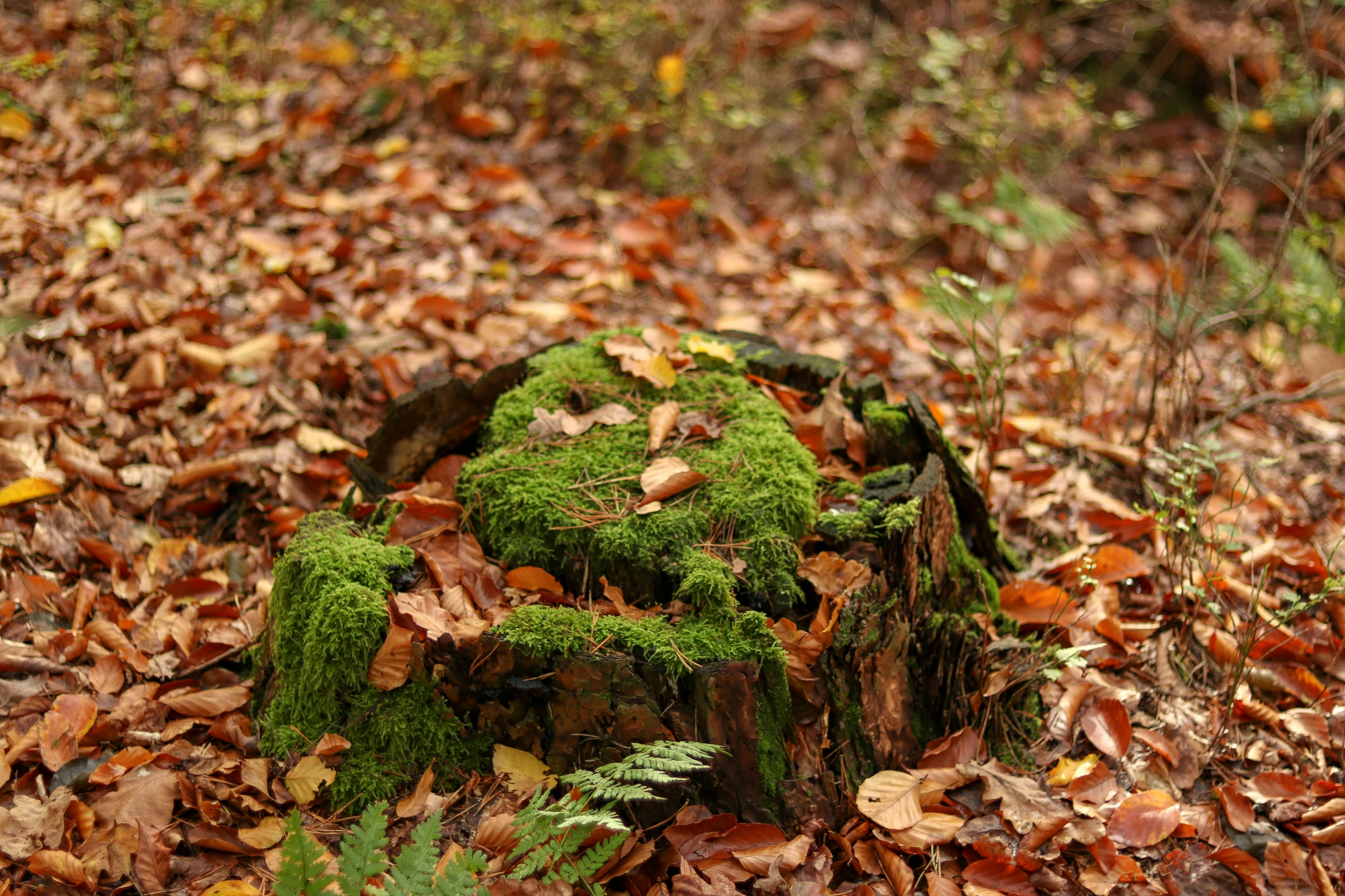 a mossy stump is pictured in the woods