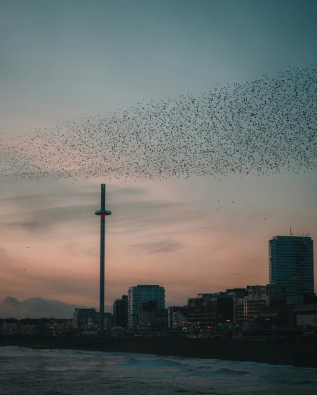 a large group of birds in the sky with city in the background