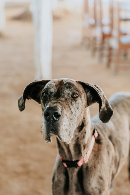 a large brown dog standing on top of a field