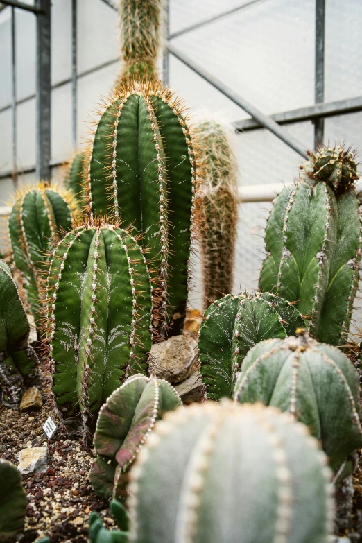 there are many cactus in the garden with their trunks together