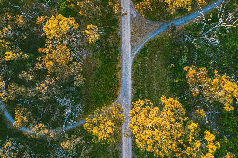 a winding road splits into the trees in a park