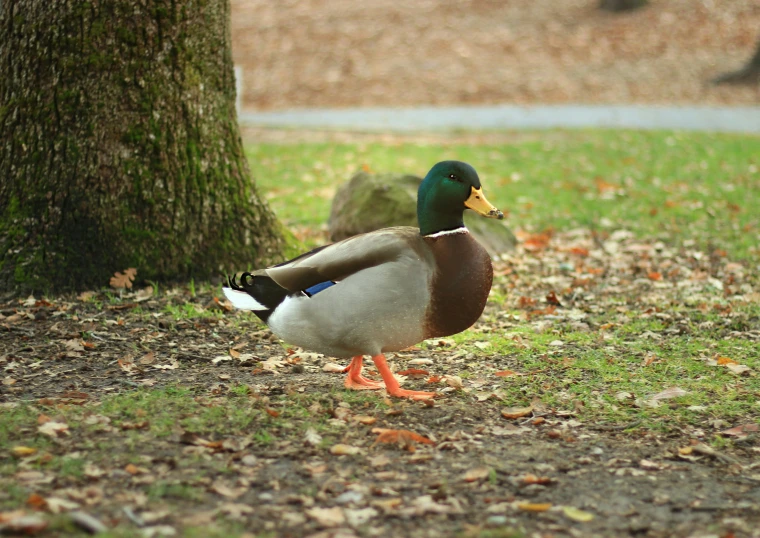 a duck is standing in the grass near the tree