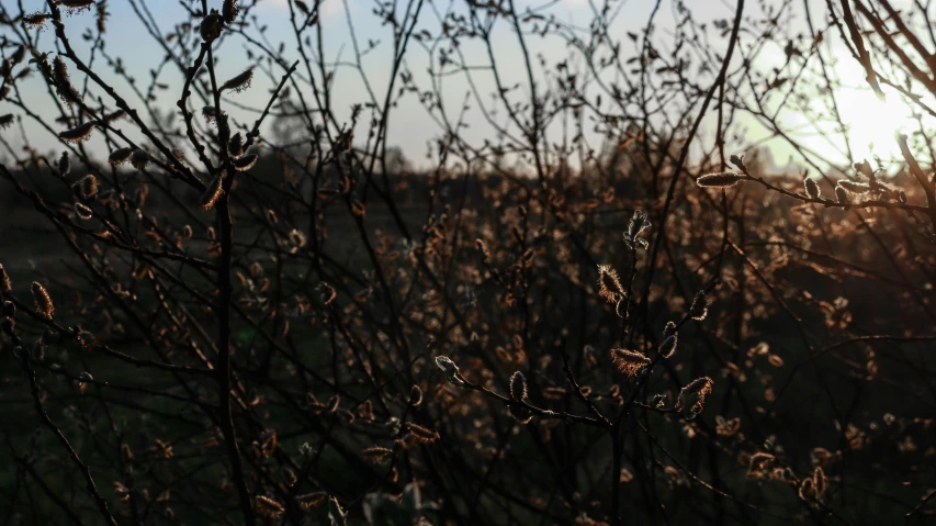 the sun peeks through the nches of some trees