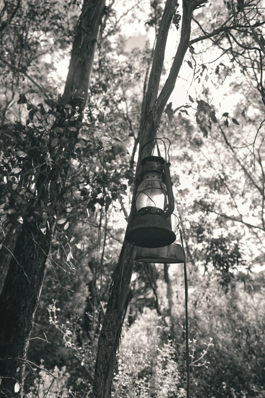 an old lantern is hung by the tree