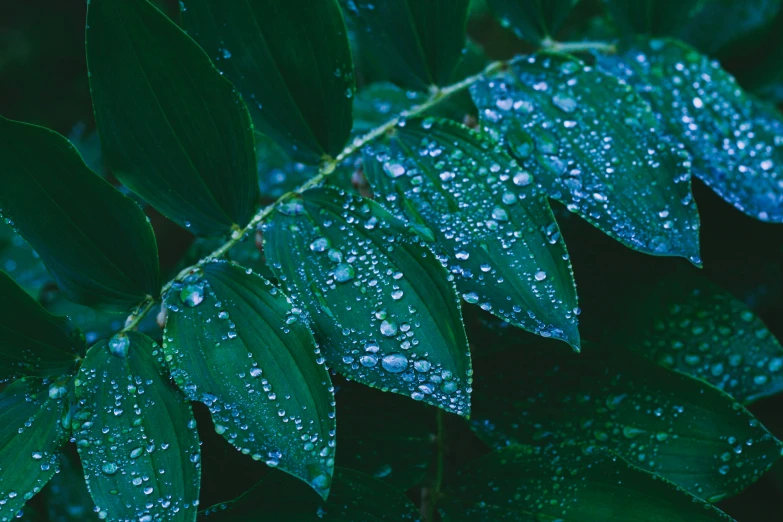 a leaf with water droplets on it