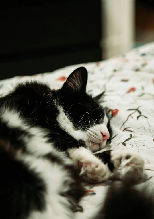 a black and white cat lays down on a flowered comforter