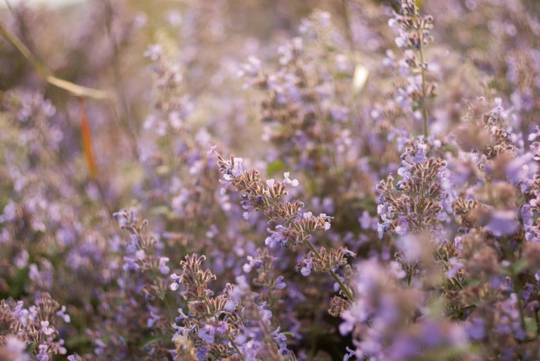 closeup of some purple and purple flowers in an open field