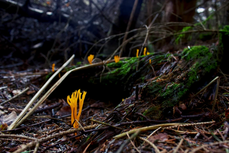 some plants growing near the woods and the ground