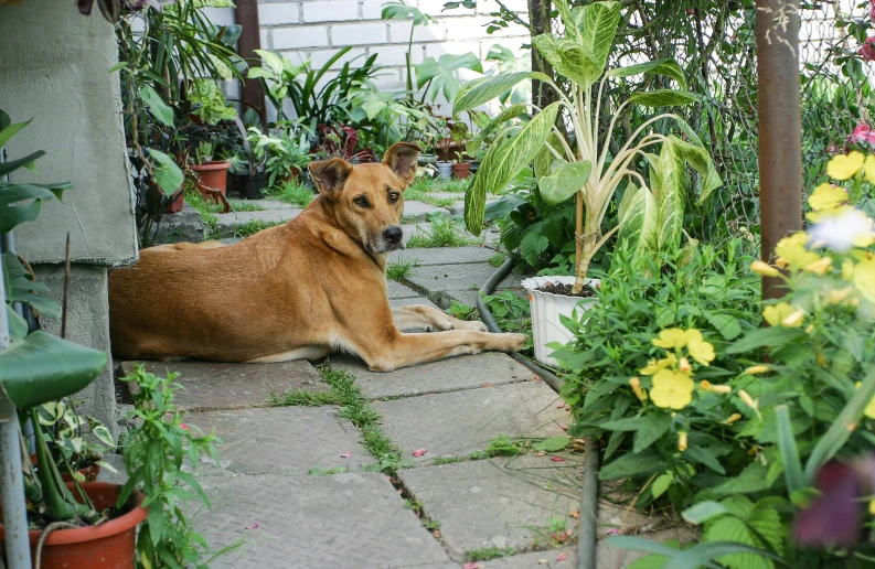 a large brown dog laying on a rock pathway in front of plants