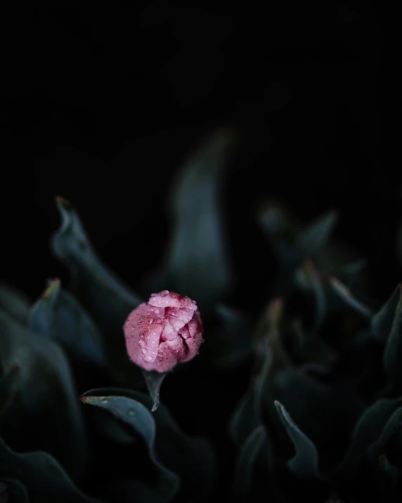 pink flower sitting on top of green leaves in the night