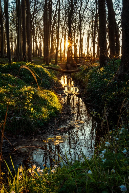 there is a creek surrounded by trees