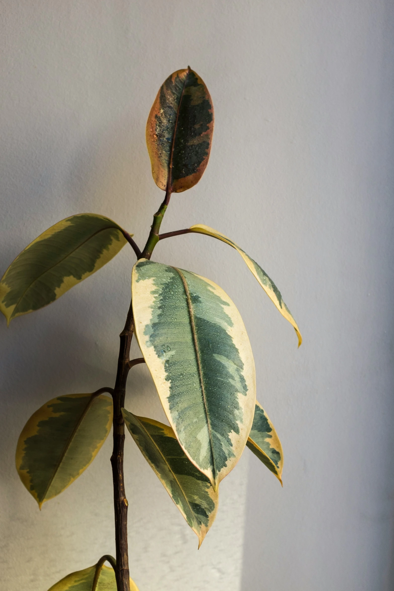 a very thin and colorful tree nch with leaves