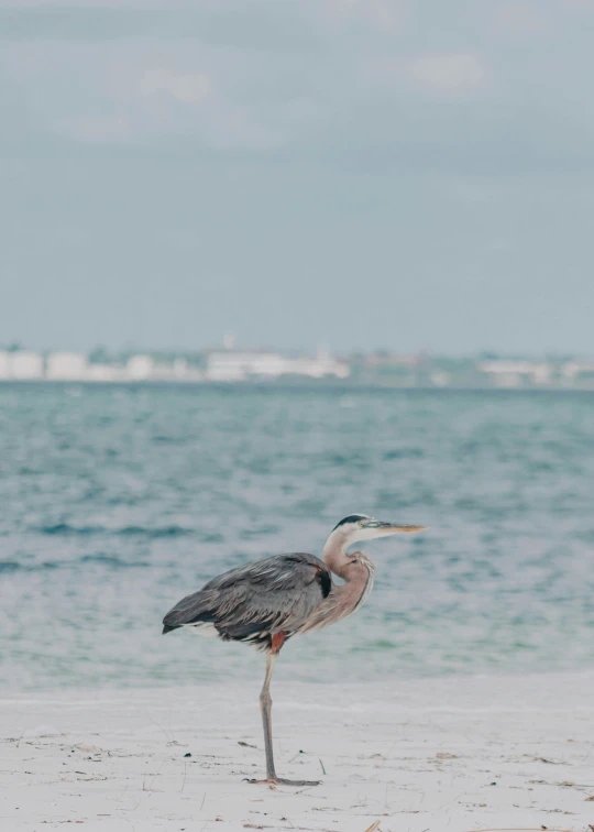 a bird standing on the beach with water in the background