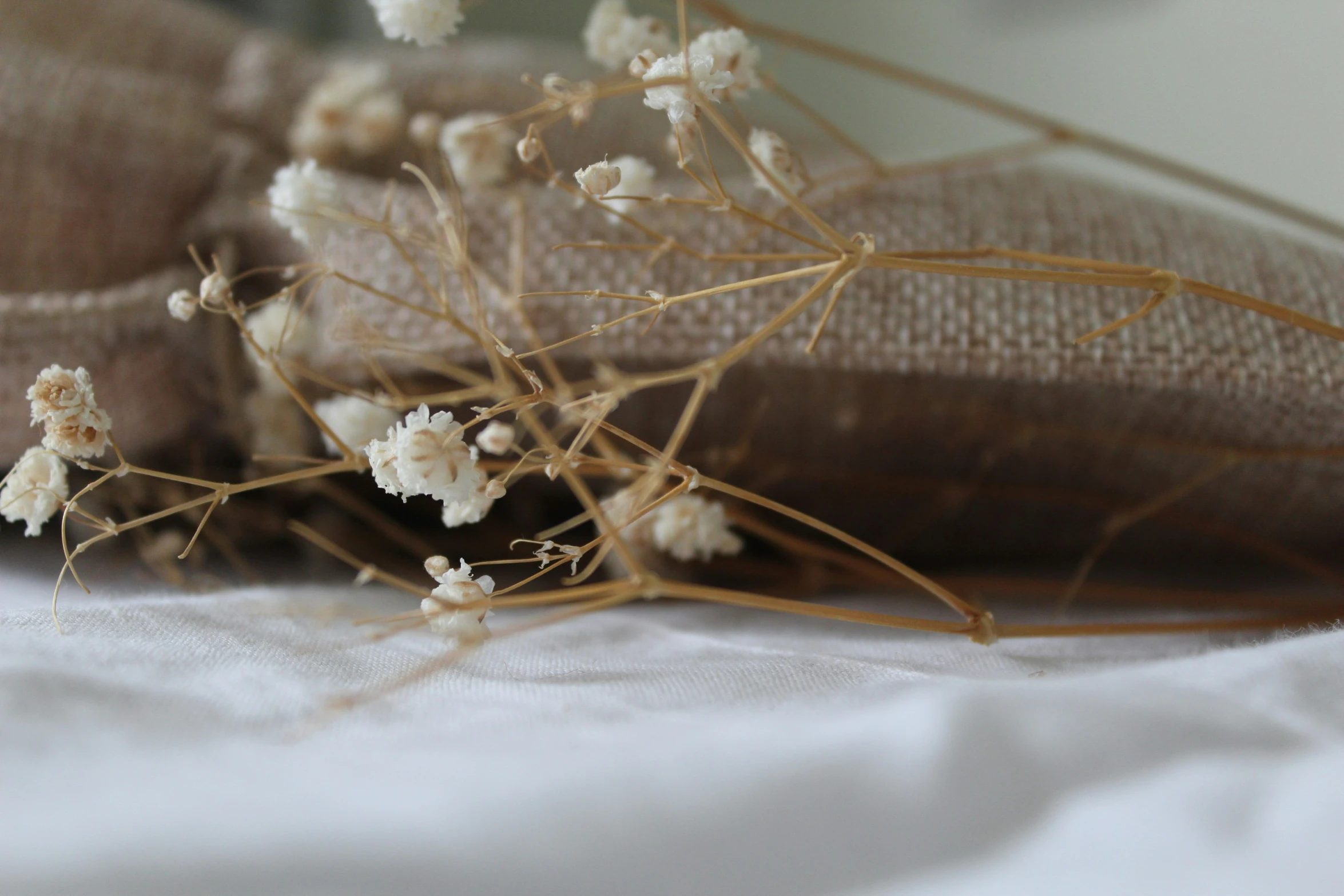 closeup of dried plant stems on bed sheet