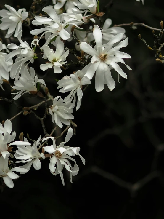 some white flowers on a tree nch and black background