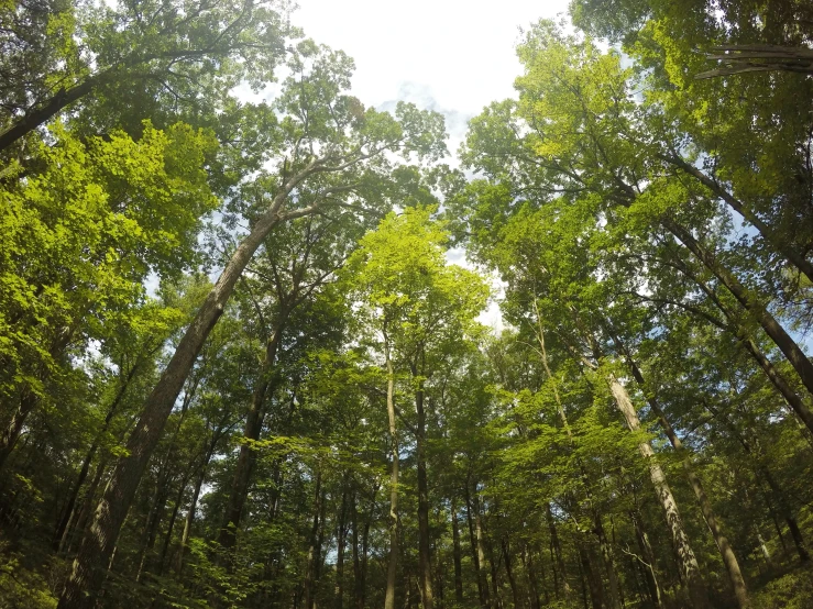 green trees in the forest, the nches appear to be in the air