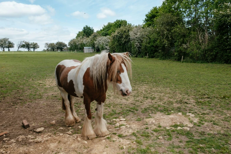 a horse with long hair walking on a dirt field