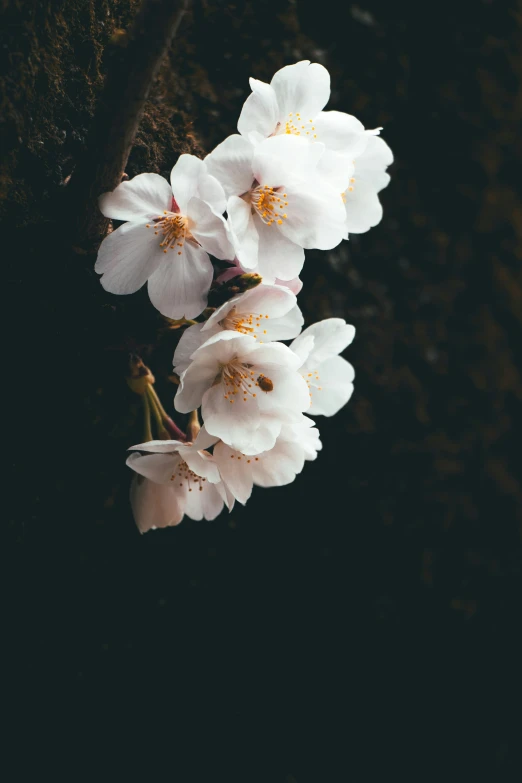 white flowers blooming from the top on a black background