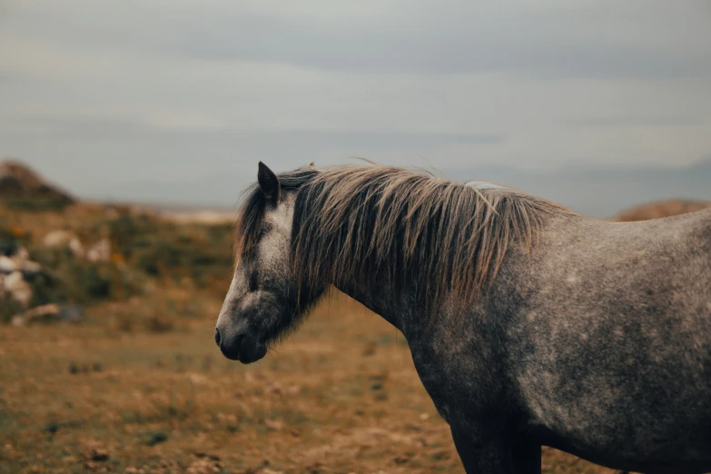 this is an image of a wild horse on the desert