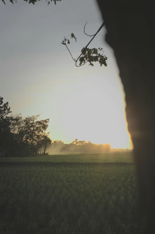 a large field of green grass with a few trees in the distance